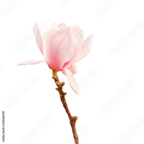 Blooming magnolia pink flower isolated