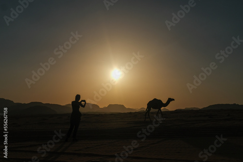 Des dromadaires dans le d  sert du Wadi Rum en Jordanie