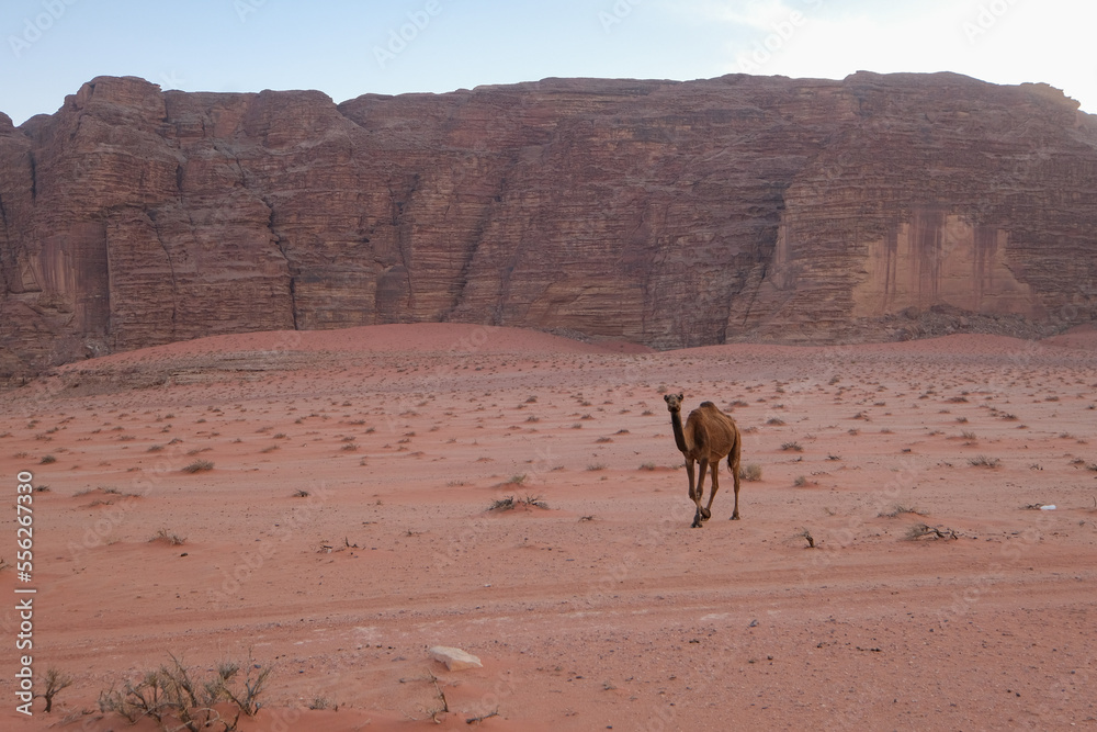 Des dromadaires dans le désert du Wadi Rum en Jordanie Des dromadaires dans le désert du Wadi Rum en Jordanie
