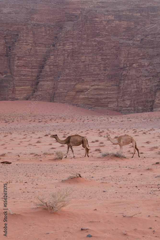 Des dromadaires dans le désert du Wadi Rum en Jordanie