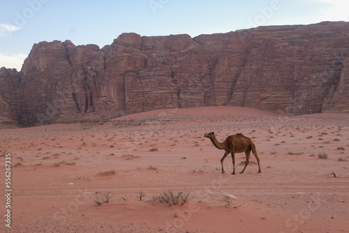 Des dromadaires dans le d  sert du Wadi Rum en Jordanie