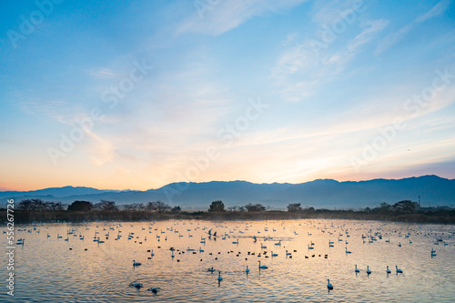 新潟 朝の瓢湖