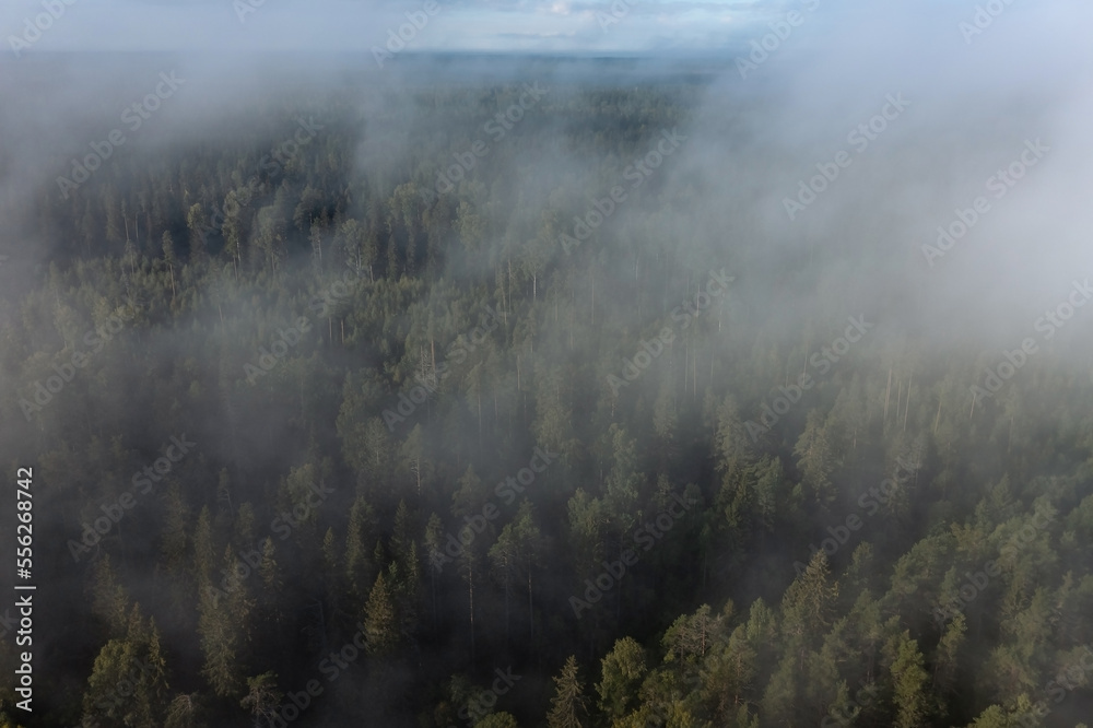 Aerial view of dense pine forest through patches of low fog, Karelia, Russia Aerial view of dense pine forest through patches of low fog, Karelia, Russia