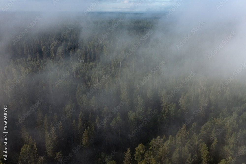 Aerial view of dense pine forest through patches of low fog, Karelia, Russia