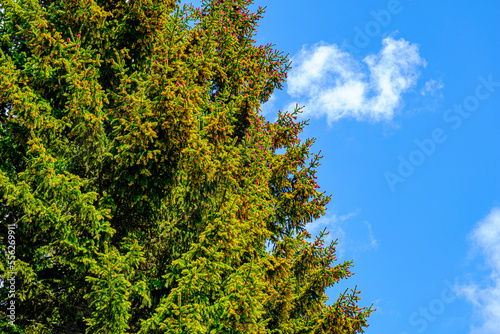 fir tree with red cones with blue sky