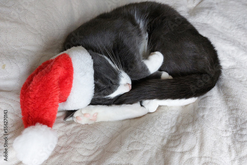 A funny gray cat in a santa hat lies on the bed. Christmas.