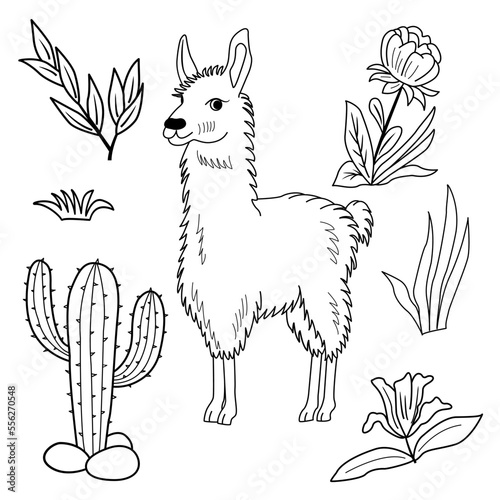 Sketch of vector llama, flowers, grass, and leaves. Illustration of an alpaca on the lawn for a children's coloring book