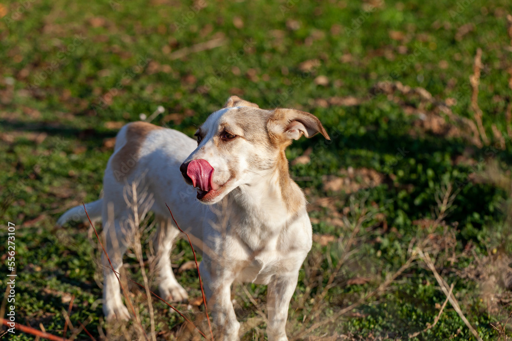 A white-brown toy dog is standing on the lawn, sticking out her tongue.
