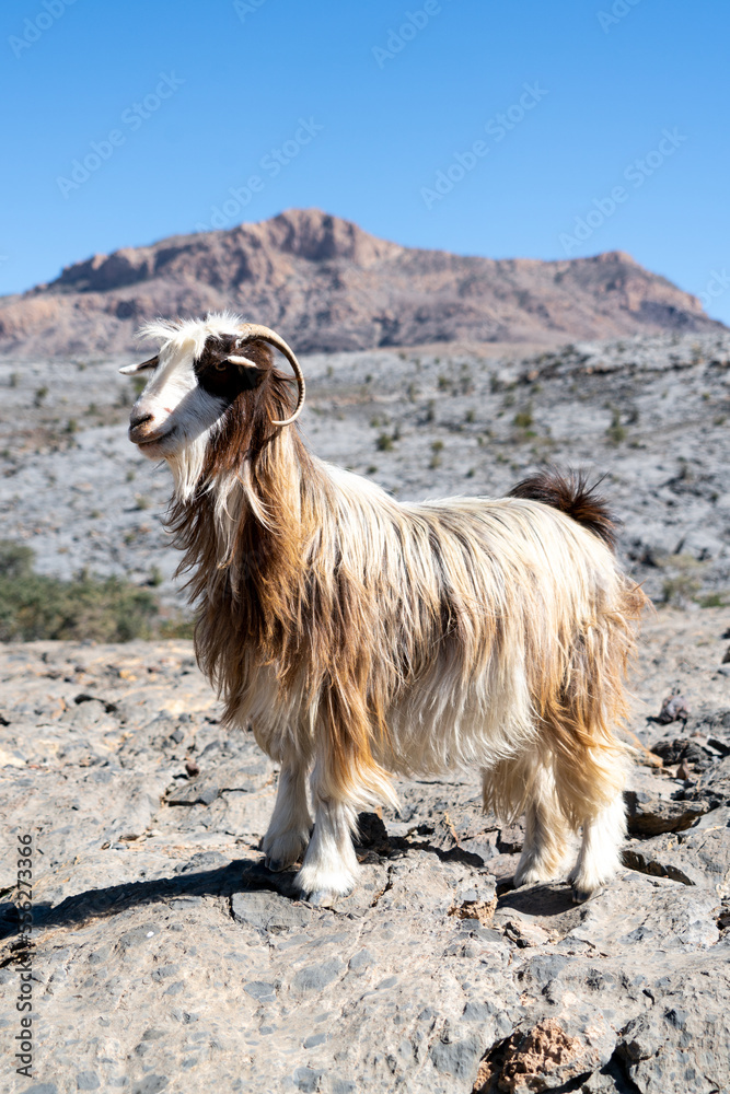 Obraz premium Long-haired goat, Jebel Shams, Oman