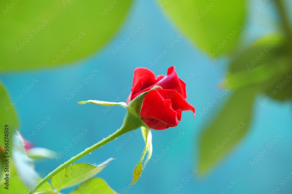 red rose in the garden red rose in the garden