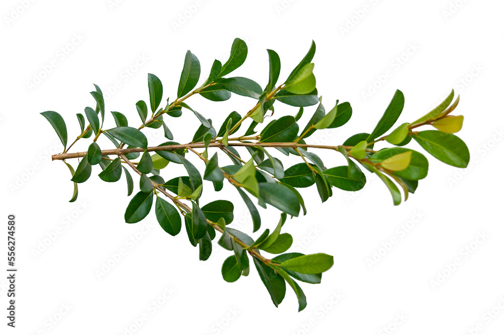 leaf vine Isolate on transparent background PNG file leaf vine Isolate on transparent background PNG file