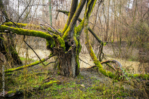 moss on a tree in a riverside forest near the danube in austria