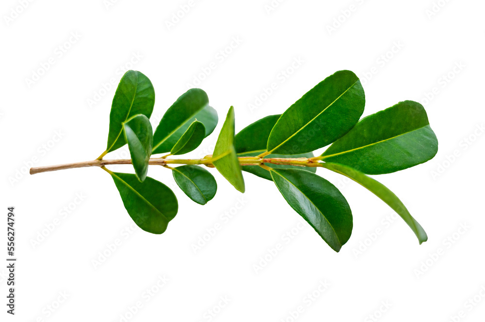 Obraz premium leaf vine Isolate on transparent background PNG file