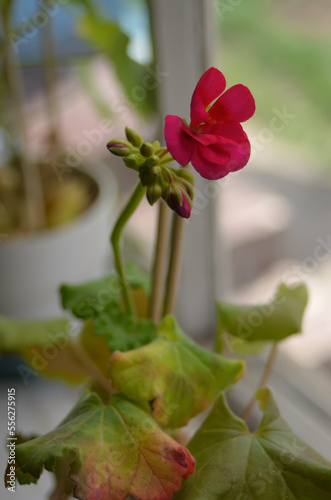 The pink Pelargonium during flowering in a pot of a close -up.