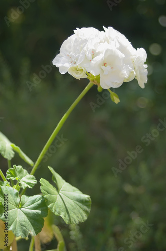 The white Pelargonium during flowering in a pot of a close -up.
