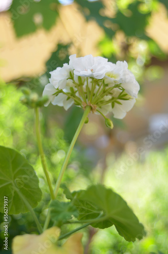 The white Pelargonium during flowering in a pot of a close -up.