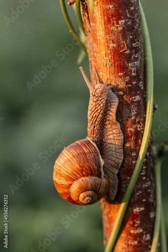 A slow grape snail crawls up the bark of a tree overgrown. Snails in the nature © Надія Коваль