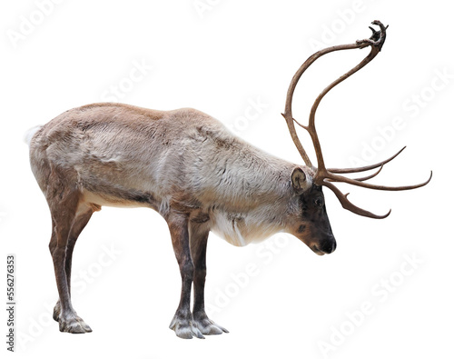 Print op canvas Male of reindeer (Rangifer tarandus), PNG, isolated on transparent background
