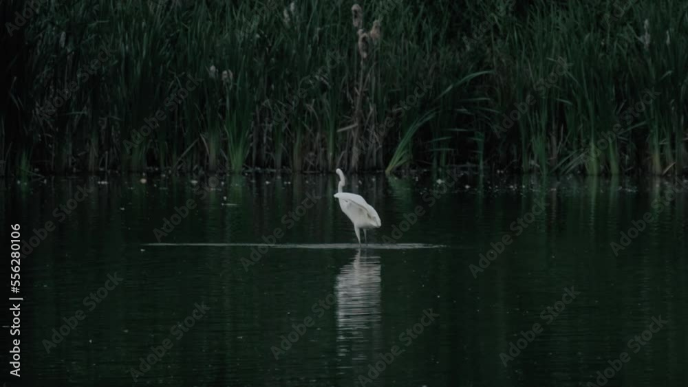 heron walks on a pond in the park in summer