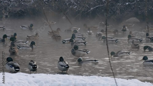 Ducks swim in the pond of the winter park