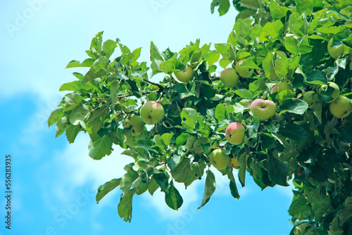 Ripe apples grow on tree in summer. The fruits of apple tree. Growing apples