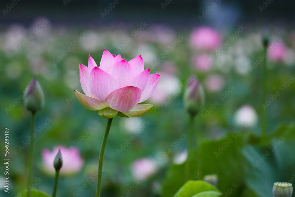 ハスの花