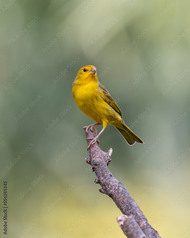 Fototapeta premium A male of Saffron Finch also known as Canario or Chirigue Azafranado is a yellow bird typical of Brazil. Species Sicalis flaveola. Birdwatcher. Bird lover. Birding. Yellow bird.