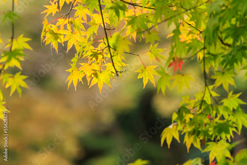 秋の紅葉の美しいみどりや黄色と赤い葉のモミジ