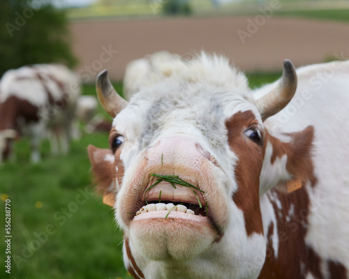 Closeup of cow with open mouth