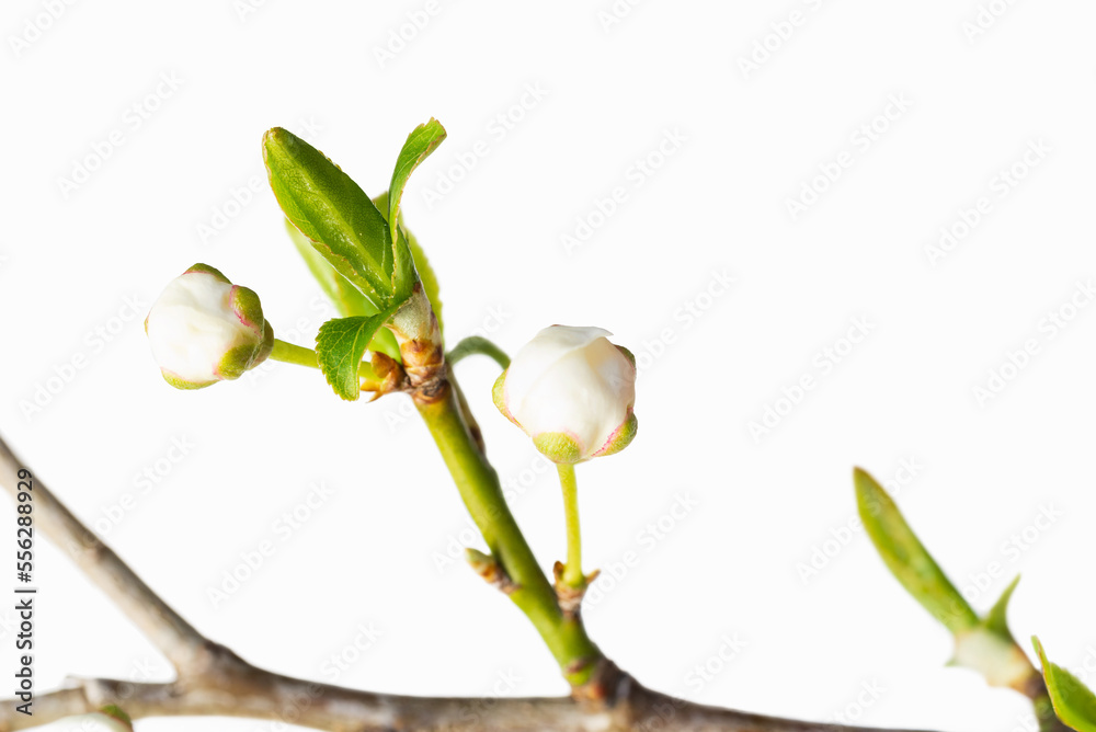Spring plum sprig isolate for decoration with white background Spring plum sprig isolate for decoration with white background