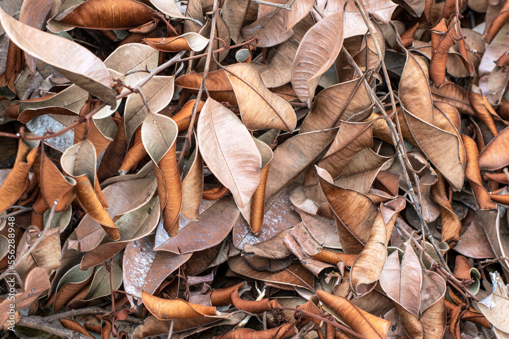 Natural dry leaves, dead leaves background Natural dry leaves, dead leaves background