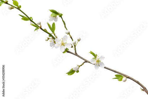 Spring plum sprig isolate for decoration with white background
