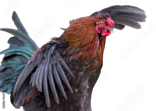 Red brown rooster spreads wings isolated on white background photo