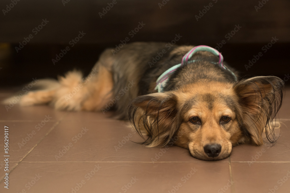 Sick, sad dog lies on stomach with head down flat on floor indoor. Ill medium-sized German Shepherd mix. Multi-color pet weak with tick-borne disease. Horizontal background and copy space.