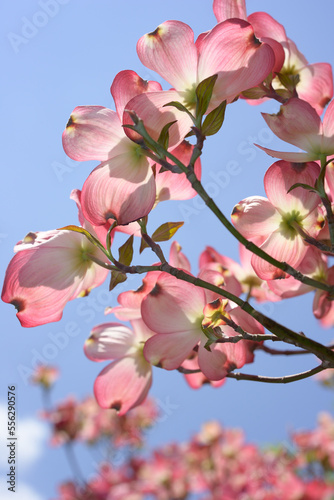 cornus or dogwood blossoms on a blue sky