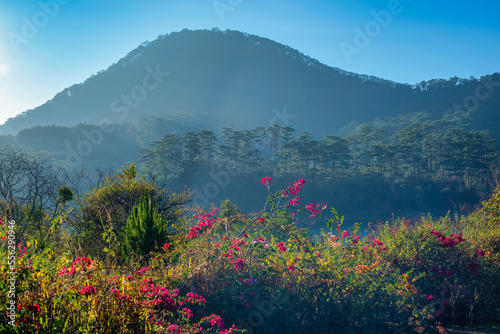 Hoa giay or Bougainvillea glabra or lesser bougainvillea or paperflower at dalat, vietnam © Hien Phung