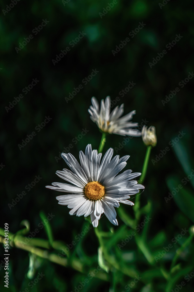 Obraz premium MARGUERITE OR BELLIS PERENNIS OR WILD DAISY FLOWERS GROWING ON MEADOW, WHITE CHAMOMILES ON GREEN GRASS BACKGROUND. OXEYE DAISY, LEUCANTHEMUM VULGARE, DAISIES, DOX-EYE, COMMON DAISY, DOG DAISY.