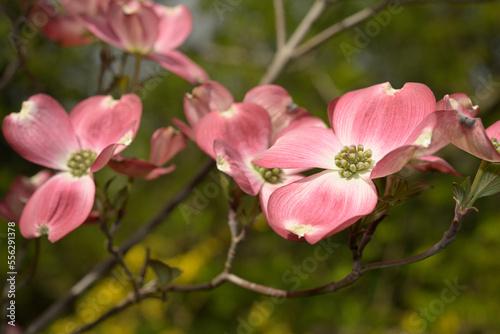 cornus or dogwood blossoms close up