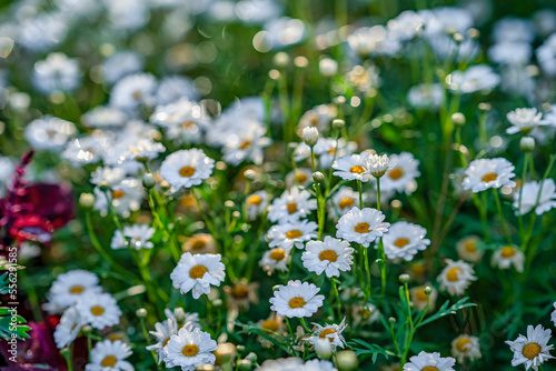 MARGUERITE OR BELLIS PERENNIS OR WILD DAISY FLOWERS GROWING ON MEADOW, WHITE CHAMOMILES ON GREEN GRASS BACKGROUND. OXEYE DAISY, LEUCANTHEMUM VULGARE, DAISIES, DOX-EYE, COMMON DAISY, DOG DAISY.