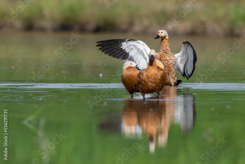 Ruddy Shelduck showing the wing in the morning like their exercise. 