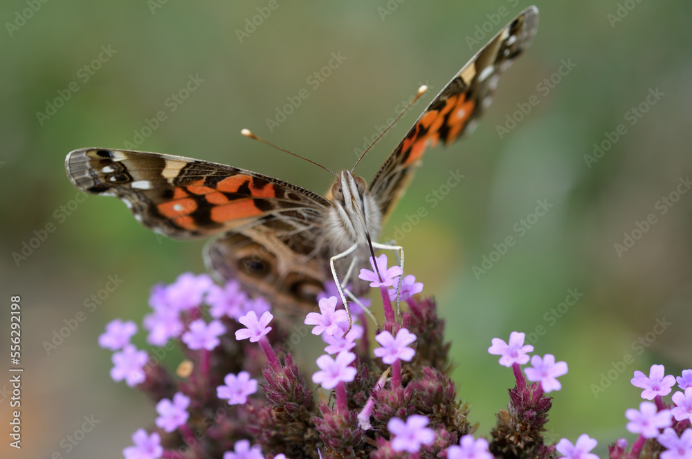 butterfly nectaring on verbena butterfly nectaring on verbena