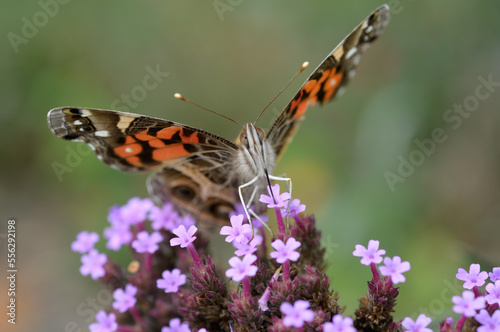 butterfly nectaring on verbena