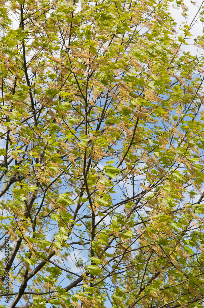 young spring oak tree with new growth and catkins on a blue sky in the park young spring oak tree with new growth and catkins on a blue sky in the park