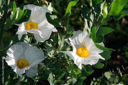 Foto Pua kala - Poppy flowers