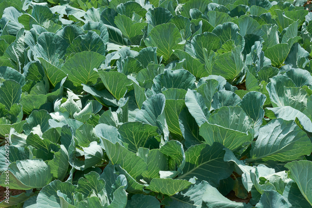 close-up of cabbage plantation, organic vegetable farming on sunny day, taken in full frame with selective focus close-up of cabbage plantation, organic vegetable farming on sunny day, taken in full frame with selective focus