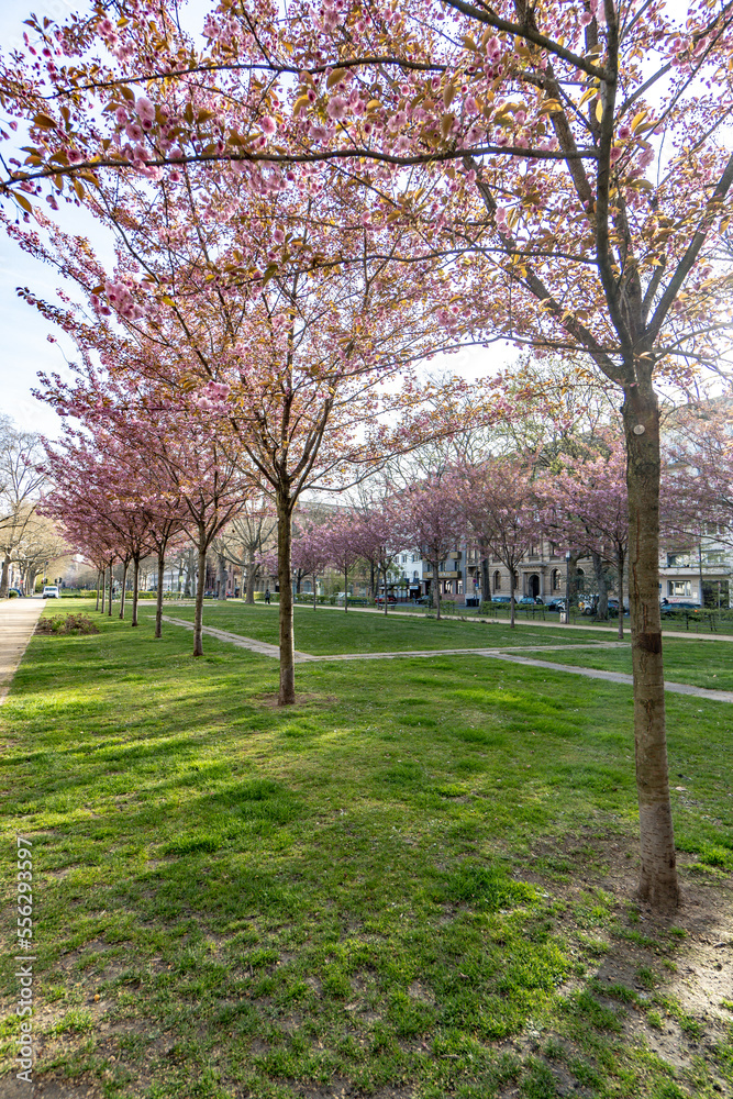 Cherry blossom in Maint around the Christuskirche Cherry blossom in Maint around the Christuskirche