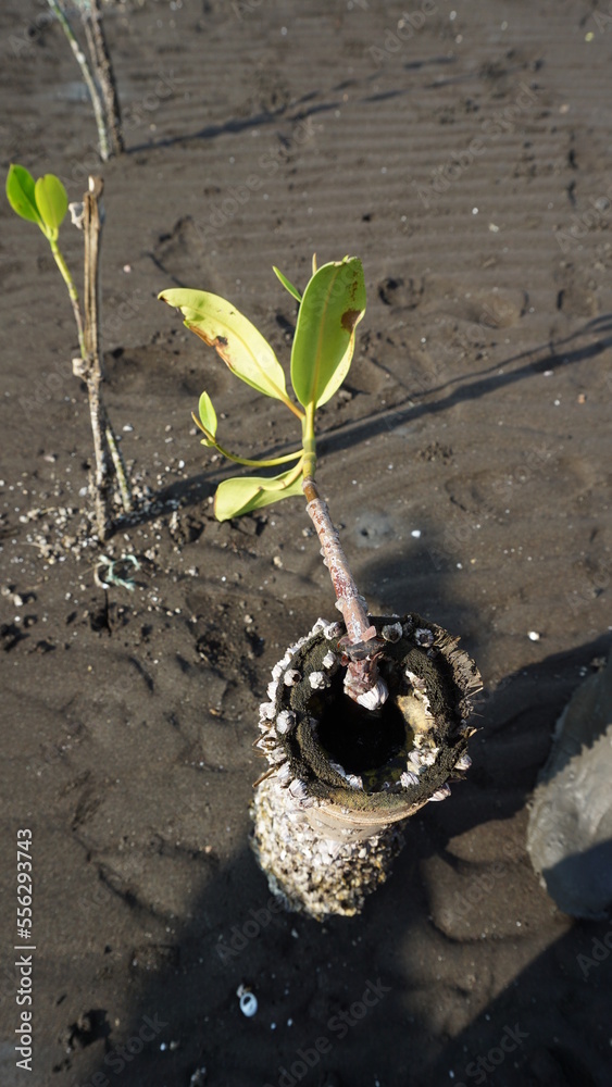 Mangrove seedlings planted on bamboo to avoid being soaked by seawater during high tide Mangrove seedlings planted on bamboo to avoid being soaked by seawater during high tide