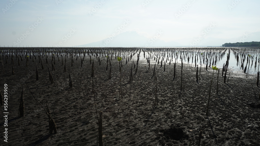 rows of newly planted mangrove seedlings for reforestation