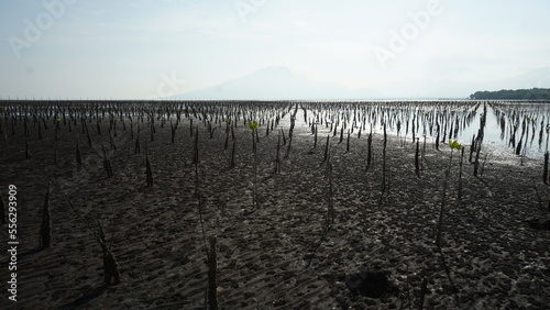 rows of newly planted mangrove seedlings for reforestation