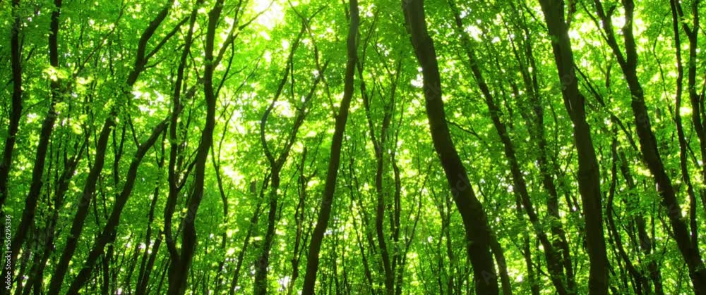 sunlight penetrates the thick green forest trees sunlight penetrates the thick green forest trees